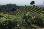 布朗山有哪些普洱茶產地及其特點？