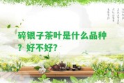 碎銀子茶葉是什么品種？好不好？