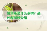 普洱茶是什么茶樹？品種和樹種介紹