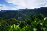 紅薯和普洱茶的功效區(qū)別及能否一起食用