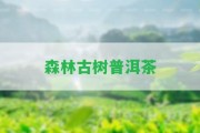 森林古樹普洱茶