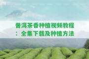 普洱茶香種植視頻教程：全集下載及種植方法