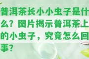 普洱茶長(zhǎng)小小蟲(chóng)子是什么？圖片揭示普洱茶上的小蟲(chóng)子，究竟怎么回事？