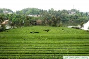 初秋女性應(yīng)多喝花茶