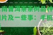 云南普洱茶茶樹品種、圖片及部分事：手機電話