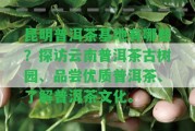 昆明普洱茶基地有哪些？探訪云南普洱茶古樹(shù)園、品嘗優(yōu)質(zhì)普洱茶、熟悉普洱茶文化。