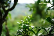 蘭石寨普洱茶屬于哪里產(chǎn)？