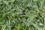 沈陽(yáng)熟普洱茶加盟