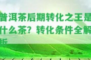 普洱茶后期轉(zhuǎn)化之王是什么茶？轉(zhuǎn)化條件全解析