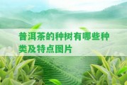 普洱茶的種樹有哪些種類及特點(diǎn)圖片