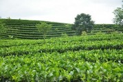 寧波鼓樓茶葉