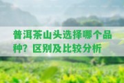 普洱茶山頭選擇哪個品種？區(qū)別及比較分析