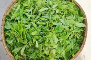 倚邦大黑山的普洱茶特點(diǎn)、古樹茶價(jià)格及與大黑樹林的關(guān)系和價(jià)格