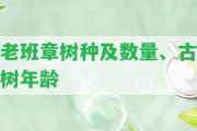 老班章樹種及數(shù)量、古樹年齡