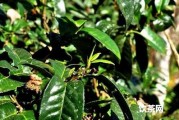 斯里蘭卡茶葉出口價格_斯里蘭卡茶葉定價權(quán)