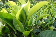 薄荷塘茶多少錢(qián)一斤