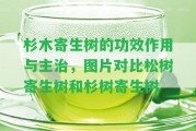 杉木寄生樹的功效作用與主治，圖片對(duì)比松樹寄生樹和杉樹寄生樹