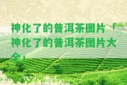 神化了的普洱茶圖片「神化了的普洱茶圖片大全」