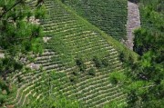 鳳凰茶沖泡方法介紹，香茅茶