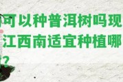 南可以種普洱樹嗎現(xiàn)在？江西南適宜種植哪些樹？