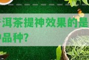 普洱茶提神效果的是哪種品種？