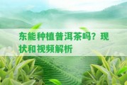 東能種植普洱茶嗎？現(xiàn)狀和視頻解析