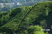 普洱茶最常見的香氣是什么？-探究普洱茶的香氣特點