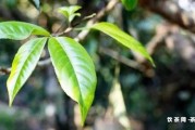 云南野豬林古樹(shù)茶