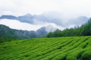 唐代文人茶道，蜂蜜柚子茶的作用與功效