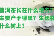 普洱茶長在什么地方？主要產(chǎn)于哪里？生長在什么樹上？