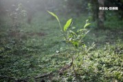 新手喝普洱熟茶還是生茶？比較好的選擇是什么？