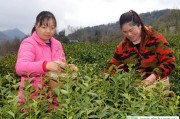 健康喝茶可以減肥，午后紅茶