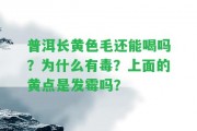 普洱長(cháng)黃色毛還能喝嗎？為什么有毒？上面的黃點(diǎn)是發(fā)霉嗎？