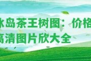 冰島茶王樹圖：價格、高清圖片欣大全