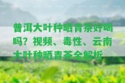 普洱大葉種曬青茶好喝嗎？視頻、毒性、云南大葉種曬青茶全解析