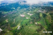 永德國營勐底農(nóng)場茶廠昔歸古韻茶