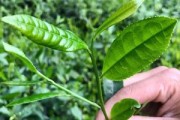 江西茶葉品牌十大名茶價格排行榜及圖片