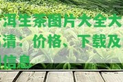 普洱生茶圖片大全大圖高清：價格、下載及詳細(xì)信息