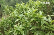 喜馬拉雅山麗紅茶：品嘗純正原產(chǎn)地茶葉，熟悉茶園種植過程，體驗傳統(tǒng)制作工藝，享受云南茶文化之旅！