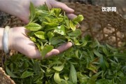 大白茶春茶多少一斤