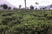 普洱茶小沱茶傳