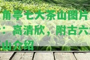 八角亭七大茶山圖片大全：高清欣，附古六大茶山介紹