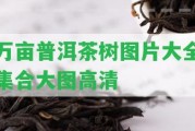 萬畝普洱茶樹圖片大全集合大圖高清