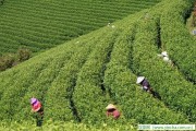 減肥茶讓減肥出錯！，日本茶道