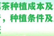 普洱茶種植成本及利潤分析，種植條件及成本高低