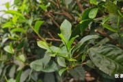 蘭石寨古樹茶