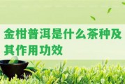 金柑普洱是什么茶種及其作用功效