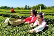 韓國茶人求武夷茶藝，茶道