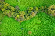 主題-茶與健康(二)茶的含量及其保健功能，三茶六禮