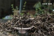 99年鳳牌普洱茶多少片一件的